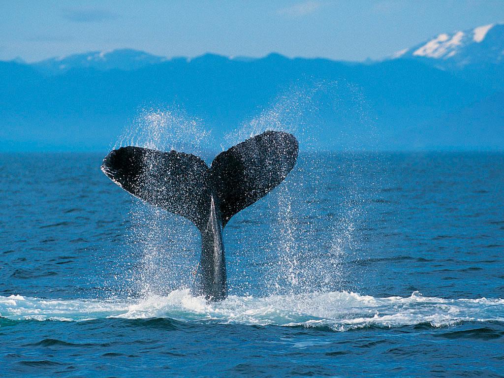 humpback-whale.1234610843.jpg