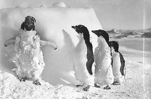 Adelie penguins after a blizzard at Cape Denison / photograph by Frank Hurley