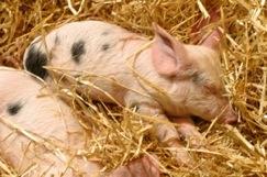 Et pendant que certains... SOLIBLOG