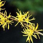 Eau micellaire Fraîcheur, pour peaux mixtes à grasses hamamelis