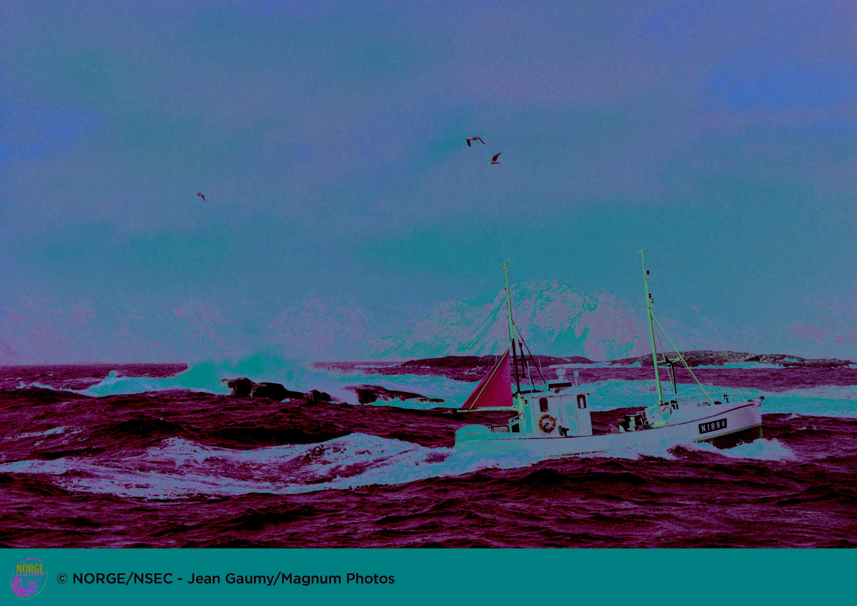 je m’en vais ce matin pêcher le skrei en Norvège skrei2.jpg