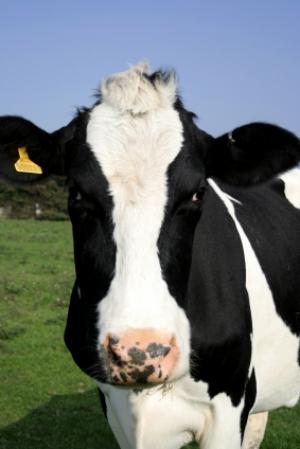 Un fermier transporte deux veaux dans le coffre de sa voiture Vache