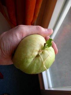 Germination de la chayotte