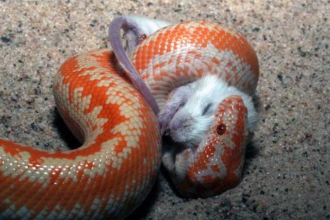 Les «LBO(a constrictors)» ne digèrent plus leurs proies ! boa-bouffant-sa-proie.1234867697.jpg