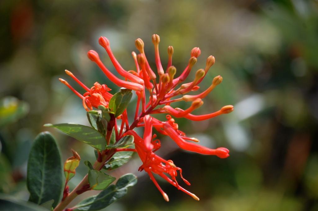 Carnets patagoniens, suite : les tours du Paine patagonie-3-notros.1234889290.JPG