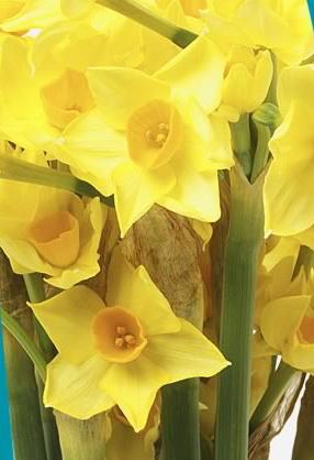 Le narcisse développe votre positivisme Narcisse_2