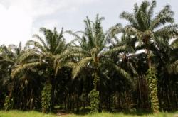 L'huile de palme : néfaste pour la santé et l'environnement plantation de palmiers à huile
