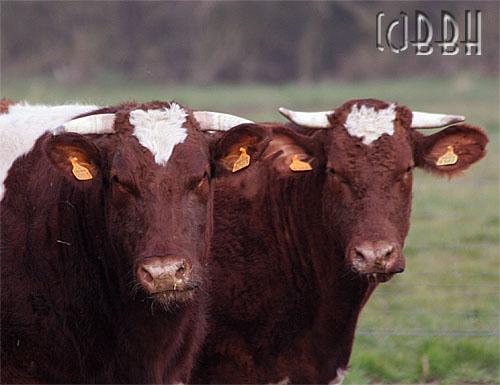 La vie cachée des stars rouge des prés