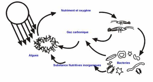 Représentation schématique du processus ecosphere