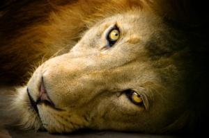 Un soigneur masse les pattes de son lion Lion