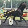 Le cheval placement Le cheval placement