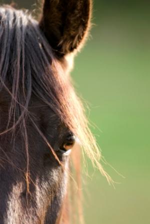 Un mystérieux voleur de queues de chevaux sévit dans le Colorado Cheval