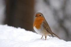 Description de passage 15: La neige neige & rouge-gorge.jpg