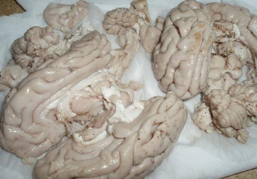 Cervelles d'agneau panées
