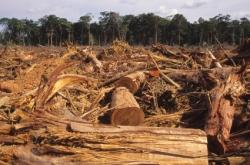 Les arbres absorbent un cinquième du carbone émis par l'Homme déforestation