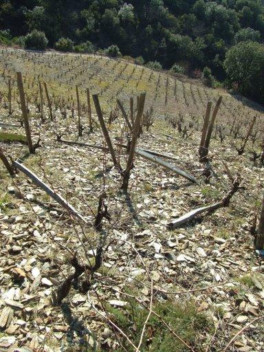 la taille continue - et une balade dans le terroir de schistes la taille continue - et une balade dans le terroir de schistes