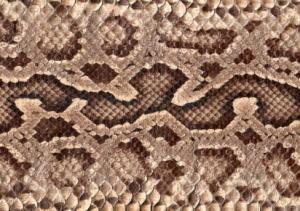 Un serpent de 30 mètres de long à Bornéo ? Peau de serpent