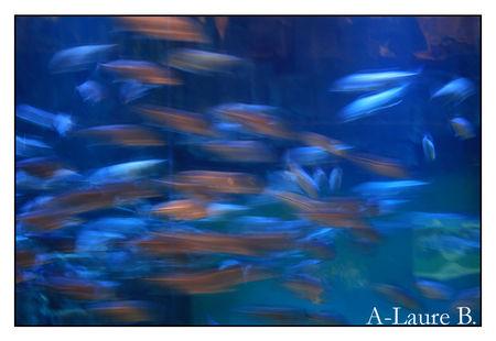 aquarium_trocadero_048