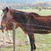 L’affaire des 5 chevaux de Wolxheim L’affaire des 5 chevaux de Wolxheim