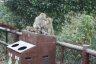 Photo Album: Kam Shan Country Park Photo Album: Kam Shan Country Park