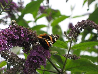 Mon papillon s'envole