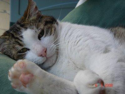 Yoda, le chat le plus heureux de la Terre