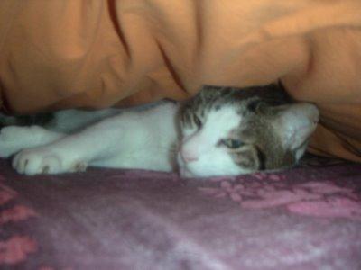 Yoda, le chat le plus heureux de la Terre