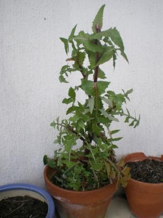 Blog Insolite. Blog Insolite.