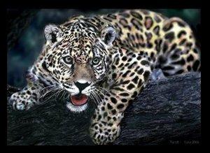 jaguar.1235458664.jpg