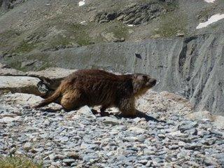 Spécial Vacances Comment prendre kilos mangeant guise (J2-J4) Ferrata, Escalade, Refuge Glacier Blanc