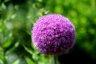 Photo Album: les jardins de Bagatelle Photo Album: les jardins de Bagatelle
