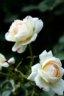 Photo Album: les jardins de Bagatelle Photo Album: les jardins de Bagatelle