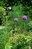 Photo Album: les jardins de Bagatelle Photo Album: les jardins de Bagatelle