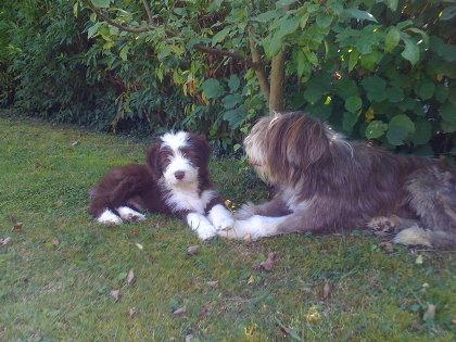 Notre nouveau compagnon bearded collie