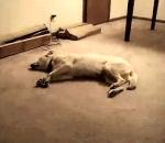 vidéo chien somnambule court dort