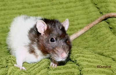 Le Magnifique rat de 32-33 mois