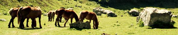 Magie du Pays Basque et du Béarn 5