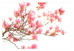 magnolia_by_marble911.1235975745.jpg