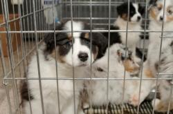 chiots en cage