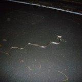 Le serpent et la grenouille Le serpent et la grenouille