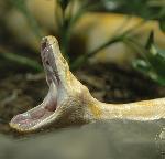 python tapis albinos