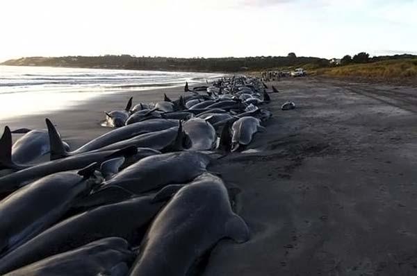 54 baleines sauvées sur les 200 échouées