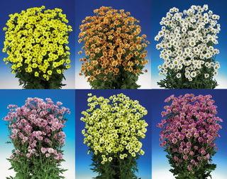 Un nouveau Bonny : Madiba Sambu Eye Madiba