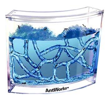 Observez langage complexe fourmis grâce l’Antworks