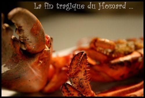 ** La fin tragique d'un Homard: rôti au four , beurre citronné et fenouil confit ... la recette du poissonnier** homard rôti