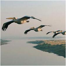 voyageurs du ciel et de la mer _ dossier voyageurs_cielmer_birds