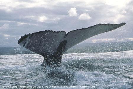 voyageurs du ciel et de la mer _ dossier futuroscope_cieletmer