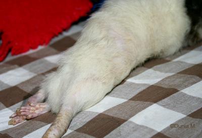 Vieux rat mâle avec l'arrière-train paralysé