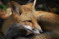 renard