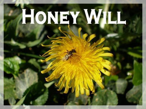 Une étrange épidémie décime les ruches aux States Une étrange épidémie décime les ruches aux States